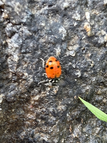 iNaturalist observation photo of Convergent Lady Beetle