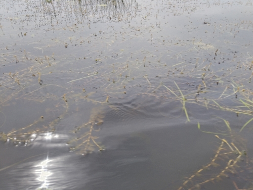 Perfoliate Pondweed