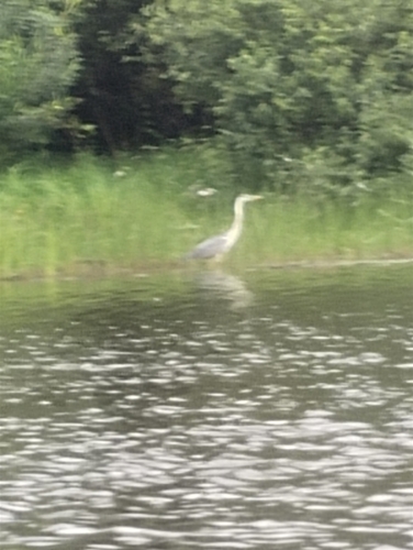 Grey Heron