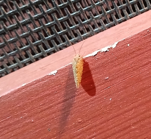 Megalomus moestus