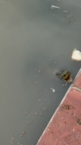 Yellow-headed Temple Turtle