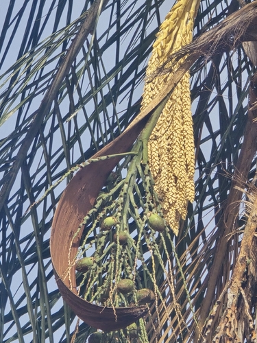 Syagrus oleracea