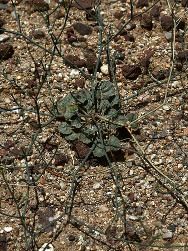 Roundleaf Buckwheat