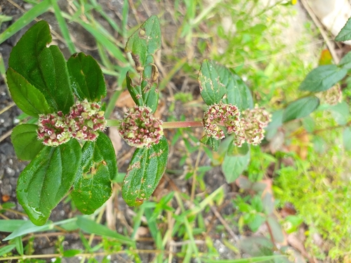 Euphorbia hirta image