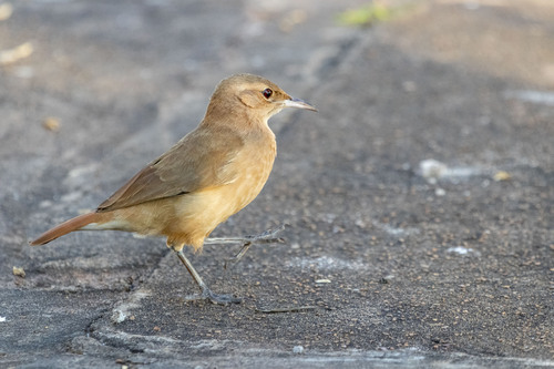 Rufous Hornero