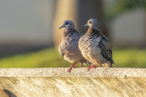Eared Dove