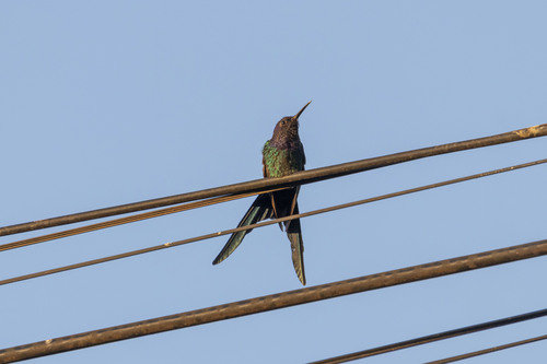 Swallow-tailed Hummingbird