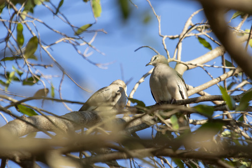 Picuí Ground Dove