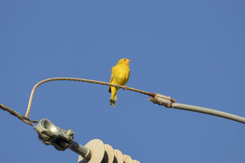 Saffron Finch