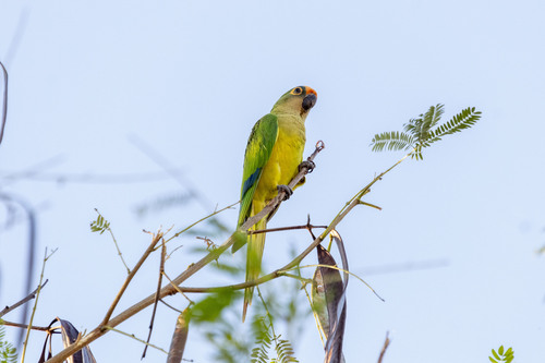Peach-fronted Parakeet