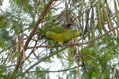 Turquoise-fronted Amazon