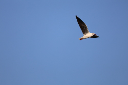 Gray-hooded Gull
