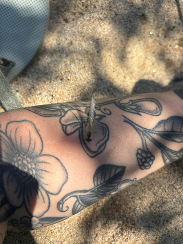 iNaturalist observation photo of Dragonflies