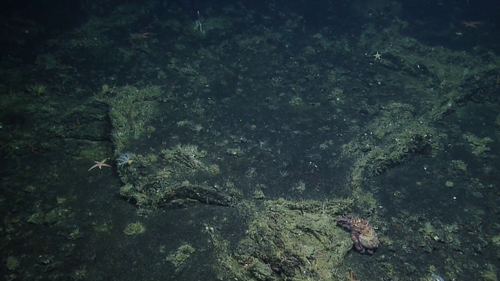 Giant Pacific Octopus (Seamounts of Canada's Large Offshore Pacific ...