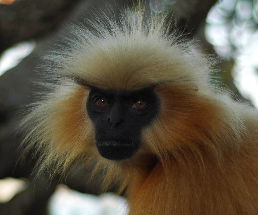 Gee's Golden Langur, Trachypithecus geei - New England Primate Conservancy