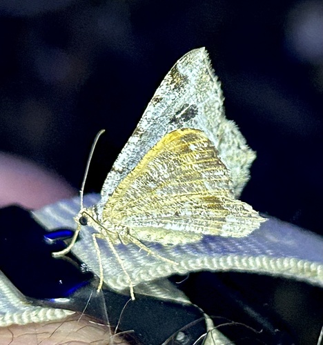 iNaturalist observation photo of Pale-marked Angle