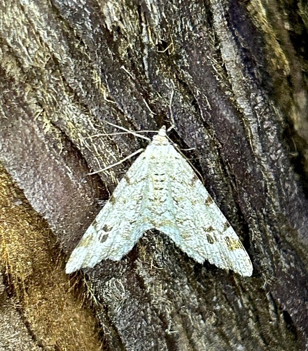 iNaturalist observation photo of Pale-marked Angle