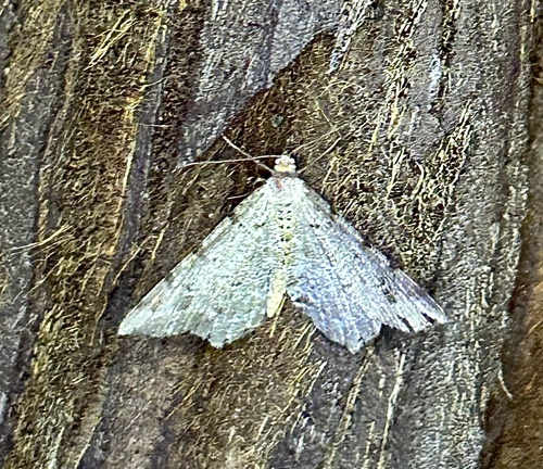 iNaturalist observation photo of Pale-marked Angle
