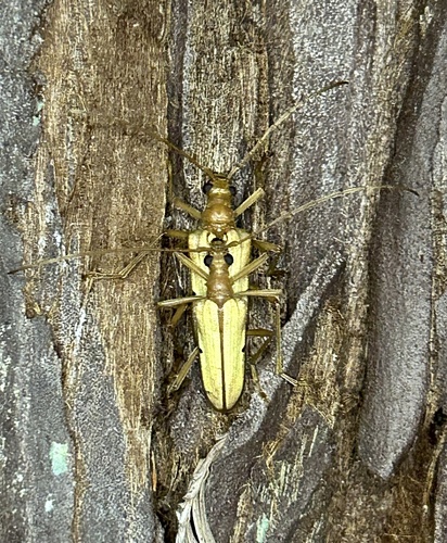 iNaturalist observation photo of Yellow Douglas-fir Borer
