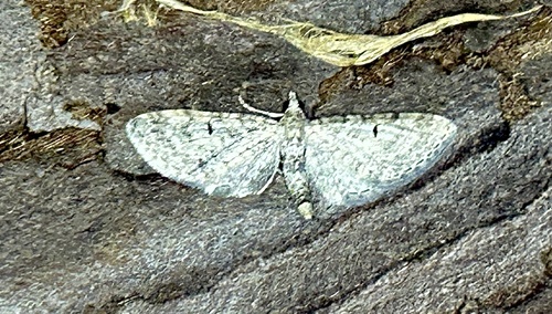 iNaturalist observation photo of Pug Moths