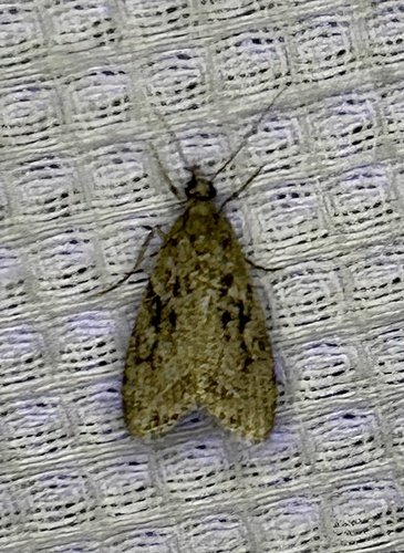 iNaturalist observation photo of Eudonia rectilinea