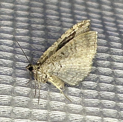iNaturalist observation photo of Bent-lined Carpet