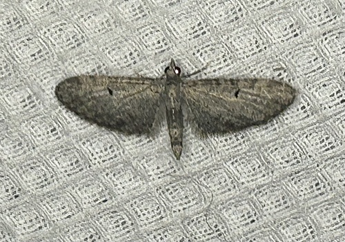 iNaturalist observation photo of Pug Moths