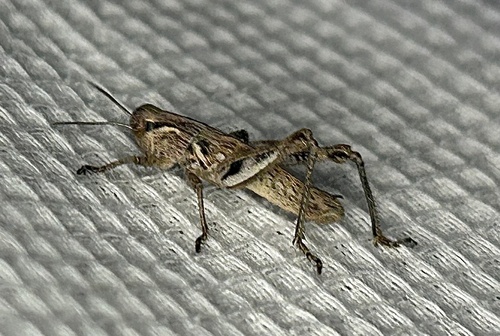 iNaturalist observation photo of Devastating Grasshopper