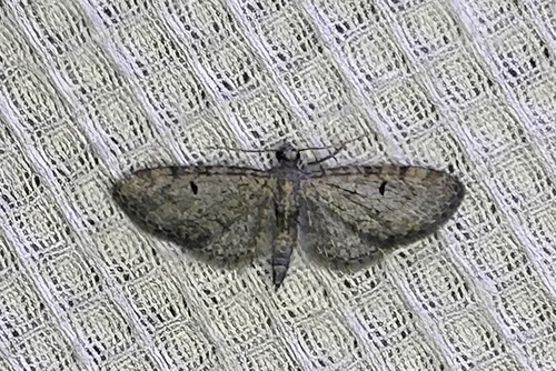 iNaturalist observation photo of Pug Moths