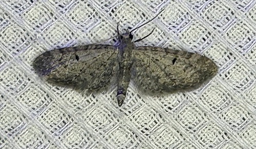 iNaturalist observation photo of Pug Moths