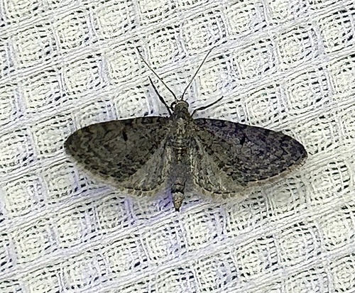 iNaturalist observation photo of Grey Pug Moth