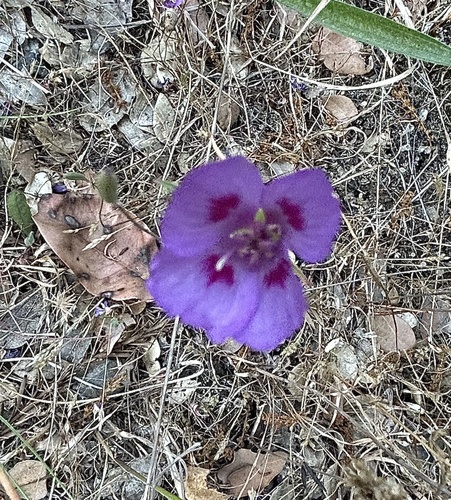 iNaturalist observation photo of Clarkias