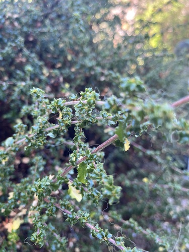 iNaturalist observation photo of Wavyleaf Ceanothus