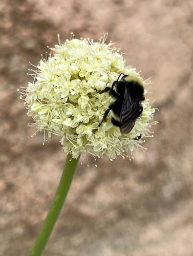 iNaturalist observation photo of Yellow-faced Bumble Bee