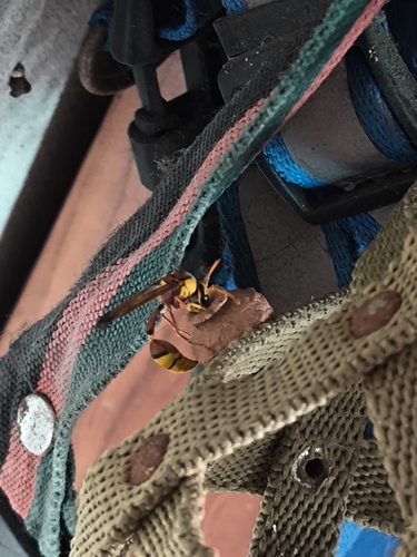 Okinawa Mud Wasp