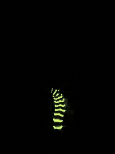 iNaturalist observation photo of Western Banded Glowworm