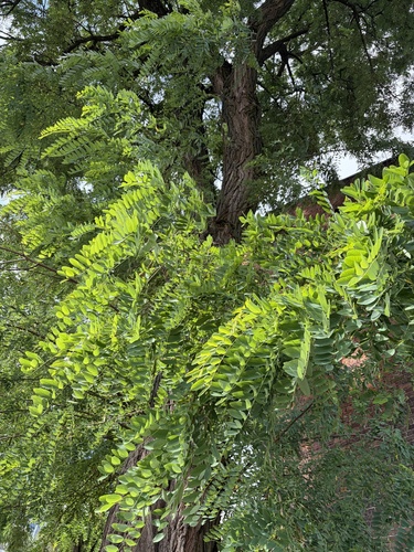 black locust