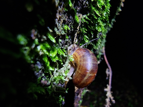 Cyclophorus herklotsi