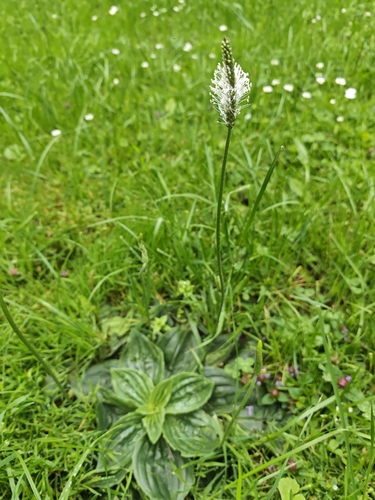 Наблюдение на iNaturalist
