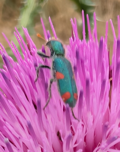 Trichodes quadriguttatus