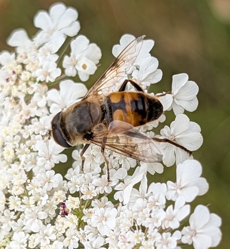 Common Drone Fly