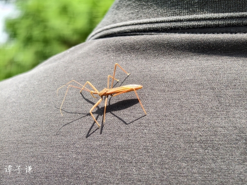 Epidaucus carinatus