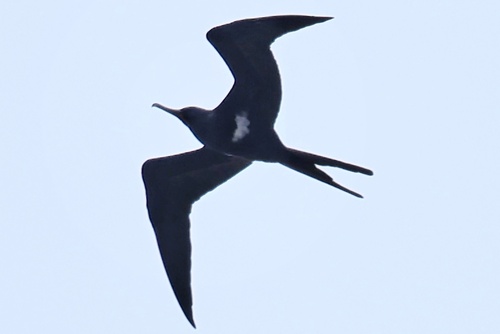 Lesser Frigatebird