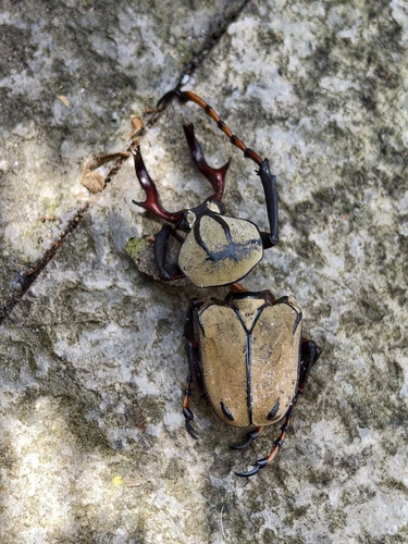 Dicronocephalus bowringi
