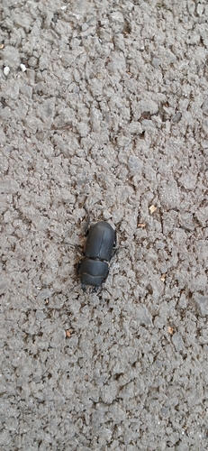 Lesser Stag Beetle