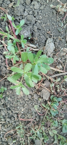 Common Purslane