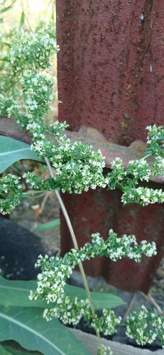 Spreading Bedstraw