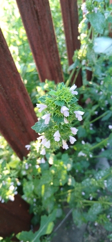 Black horehound