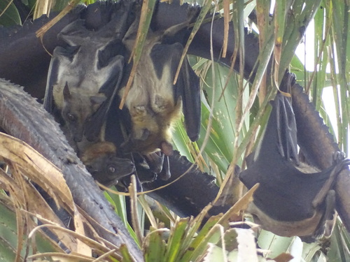 Straw-coloured Fruit Bat
