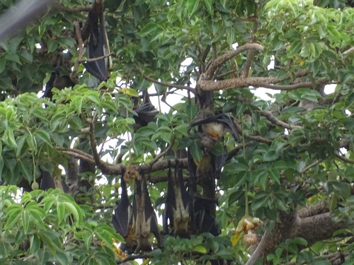 Straw-coloured Fruit Bat